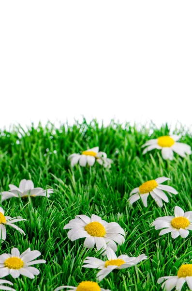 Gänseblümchen auf Gras — Stockfoto
