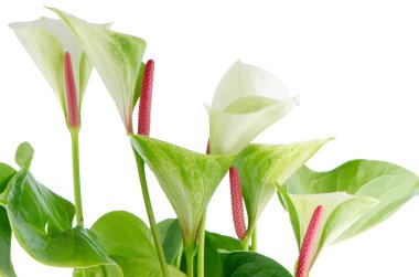 Closeup of anthedesia anthurium clipart