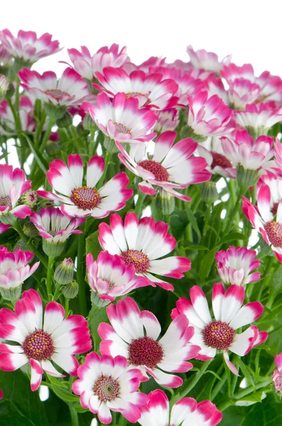 Blühende schöne rosa Blumen — Stockfoto
