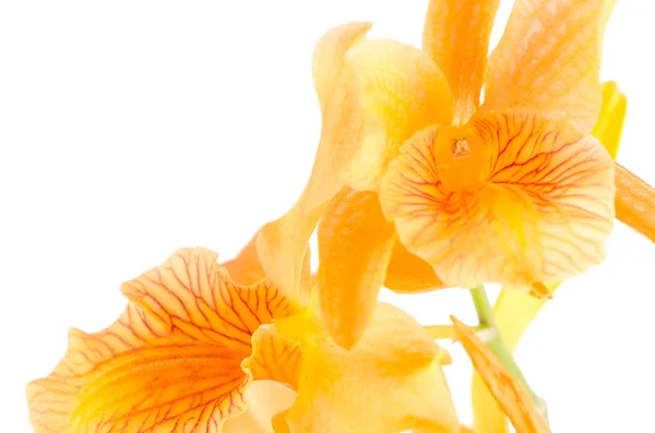 Tatlı bir pembe dendrobium çiçek — Stok fotoğraf