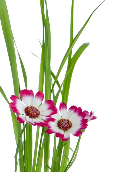 Mooie roze bloemen en groen gras — Stockfoto