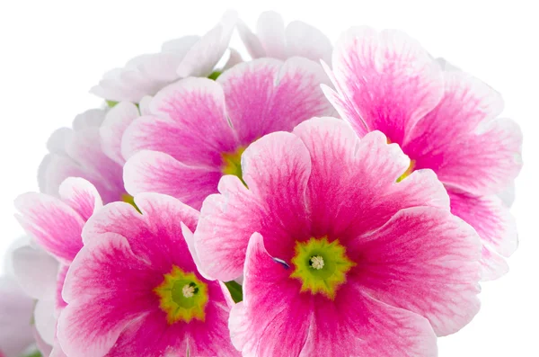 Closeup of pink primrose flowers — Stock Photo, Image