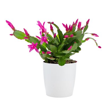 Easter Cactus (Rhipsalidopsis kaktüs)