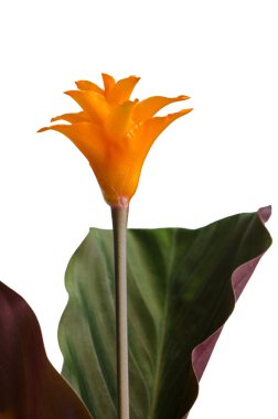 Eternal flame flower (calathea crocata) clipart