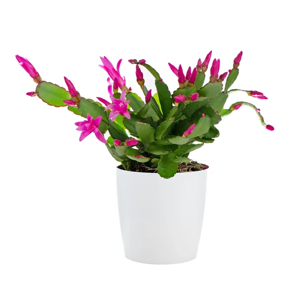 Húsvéti kaktusz (Rhipsalidopsis kaktusz) — Stock Fotó