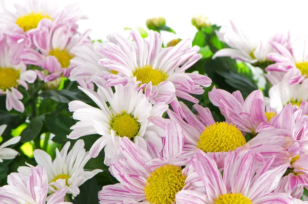 Mooie chrysant bloemen — Stockfoto