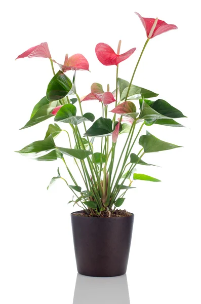 Anthurium pięknego anthedesia — Zdjęcie stockowe