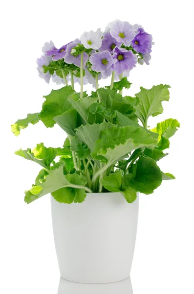Beautiful purple primrose flowers — Stock Photo, Image
