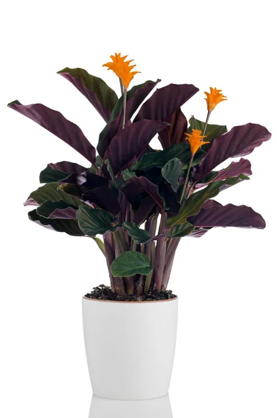 Wieczny płomień kwiat (Kalatea crocata) — Zdjęcie stockowe
