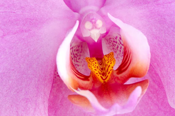 Closeup of beautiful pink orchid — Stock Photo, Image