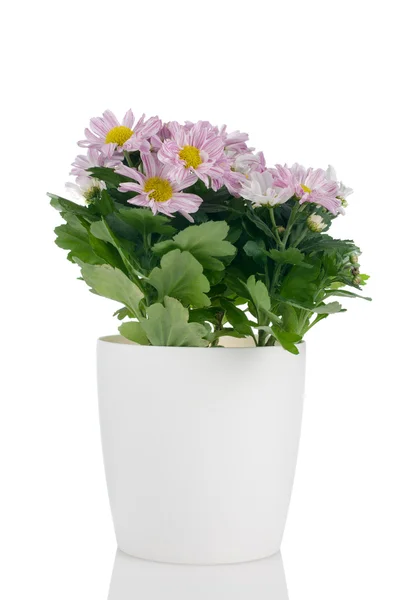 Vackra chrysanthemum blommor — Stockfoto