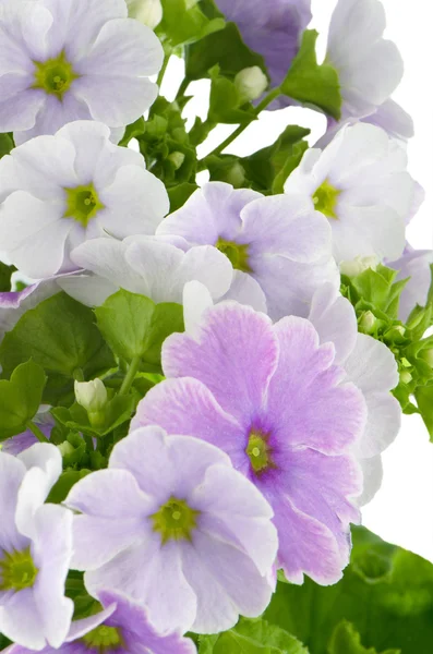 Lindas flores de prímula roxa — Fotografia de Stock