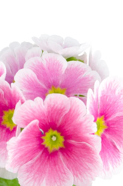 Primo piano di fiori rosa primula — Foto Stock