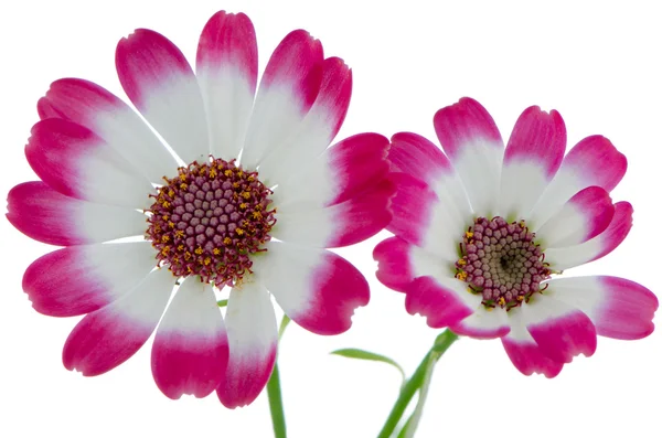 Güzel pembe çiçekler — Stok fotoğraf
