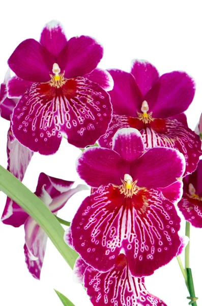 Stiefmütterchen-Orchidee - miltonia lawless falls — Stockfoto