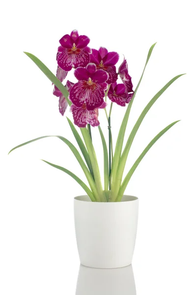 Viooltje orchid - miltonia wetteloze valt — Stockfoto