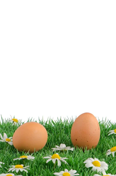Two eggs with artificial grass — Stock Photo, Image