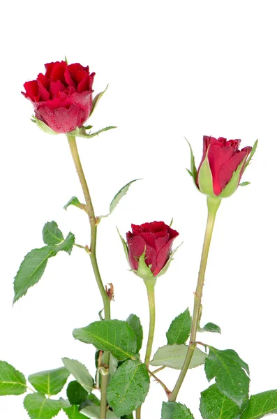 束丝绒红玫瑰 — 图库照片
