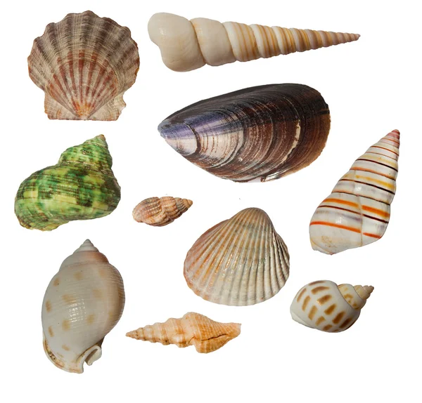 Stock image Seashell collection isolated on white background