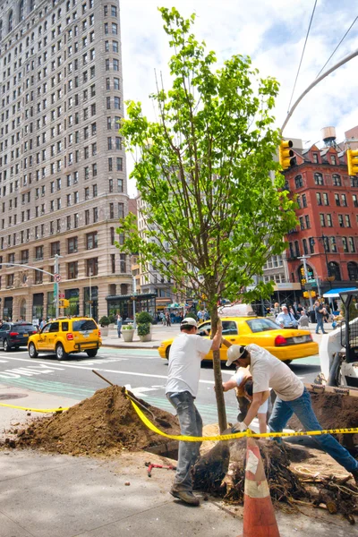 MillionTreesNYC tree planting — Stock Photo, Image
