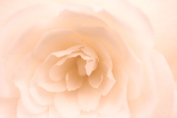 Soft Rose — Stock Photo, Image