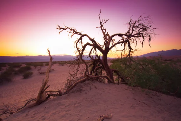 沙漠树 — 图库照片