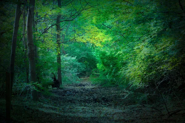 Dunkle Wälder — Stockfoto