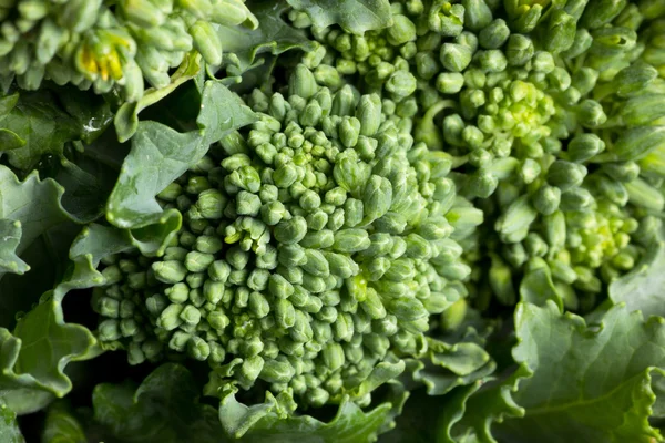 Broccoli Rabe — Stockfoto