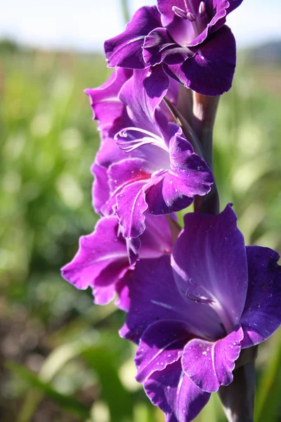 Gladioli in summer — Stock Photo, Image