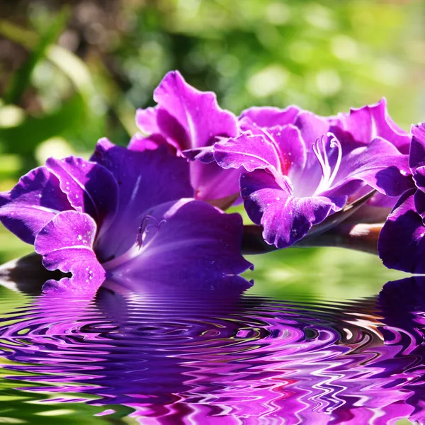 Gladiolen bloemen in de zomer — Stockfoto