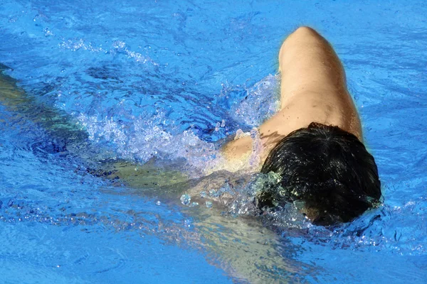 Gateo nadador — Foto de Stock