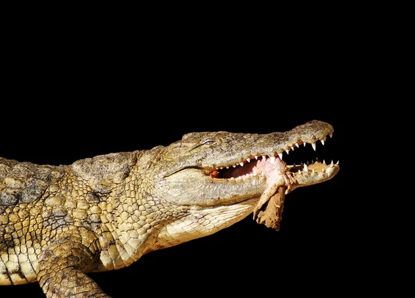 Krokodil és áldozata — Stock Fotó