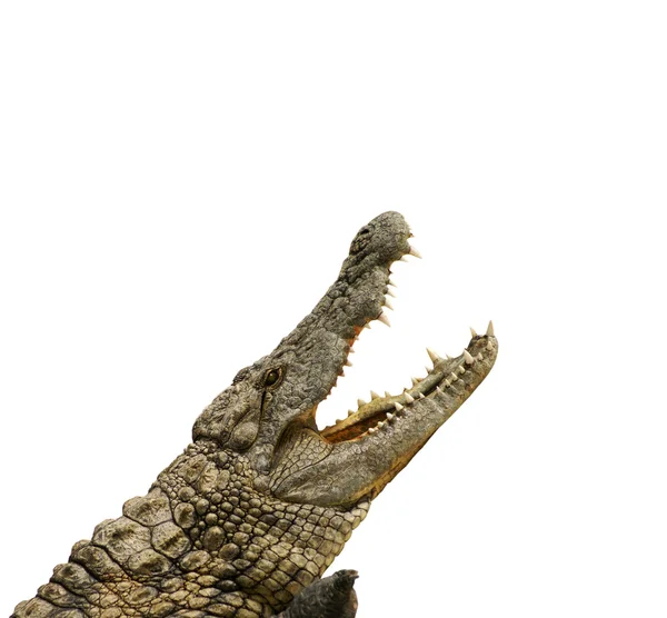 Alligator wil eten — Stockfoto