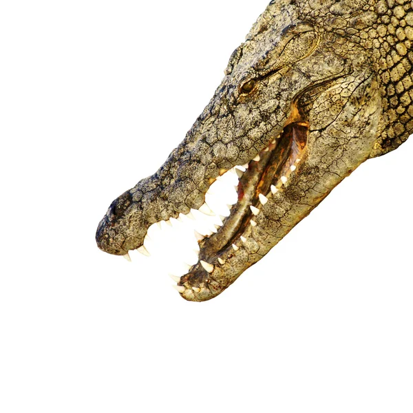 날카로운 이빨을 가진 악어 — 스톡 사진