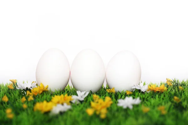 3 개의 흰 계란 — 스톡 사진