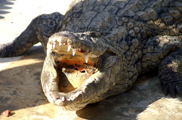 Agressieve alligator — Stockfoto