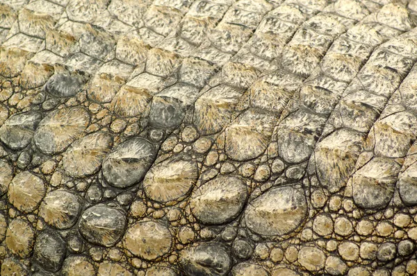 The skin of a dinosaur — Stock Photo, Image