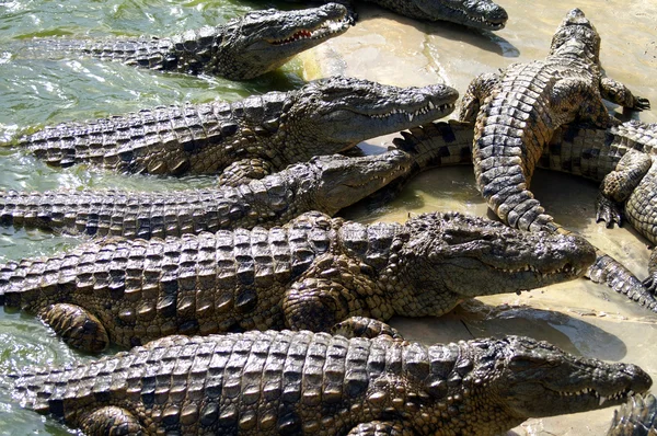 Alligators — Stockfoto