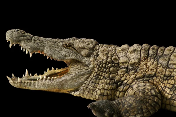 Alligator toont zijn tanden — Stockfoto