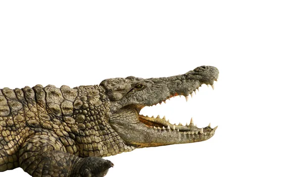 stock image Dangerous alligator