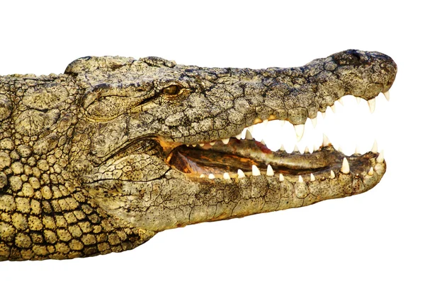 Crocodilo mostra seus dentes — Fotografia de Stock