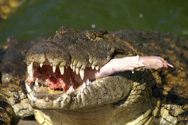 Alligator comer — Fotografia de Stock