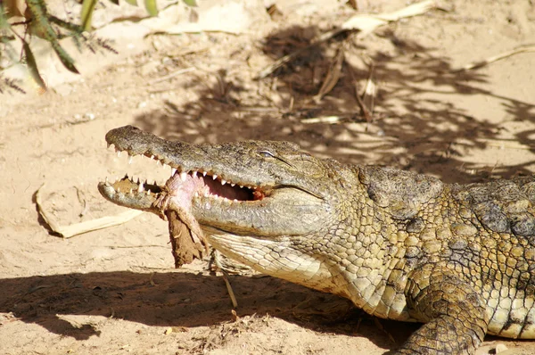 Krokodil eten — Stockfoto