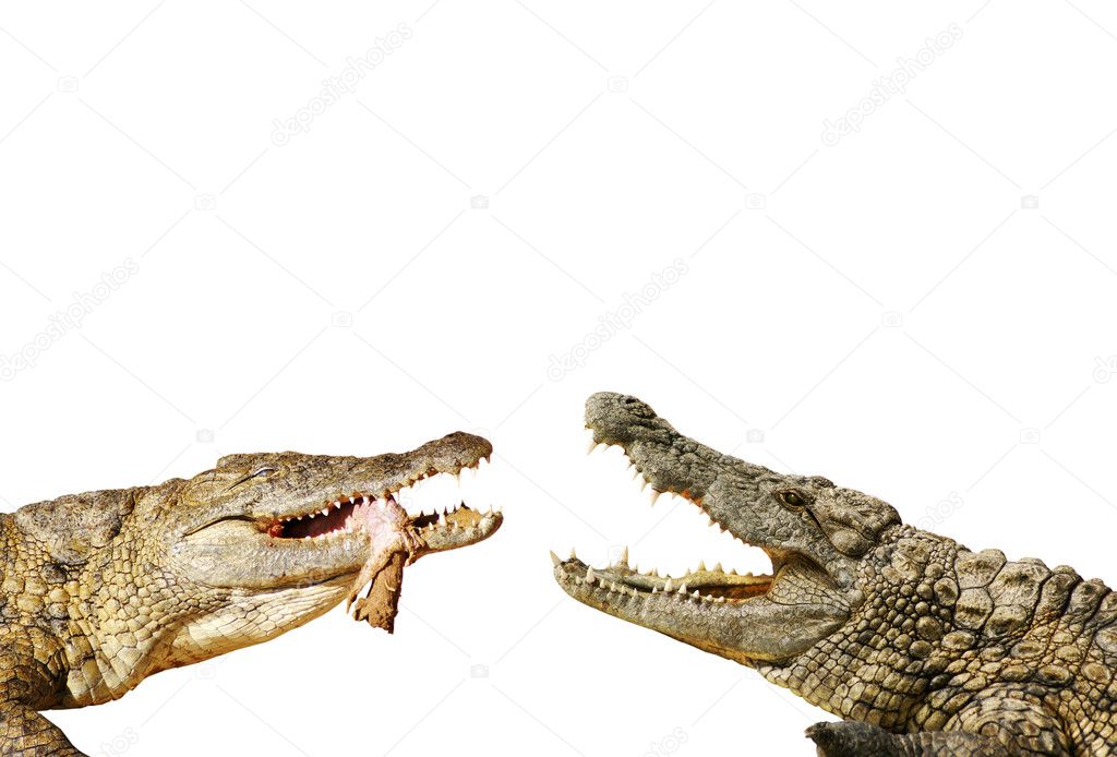 Alligators fight for food