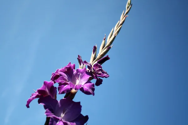 Flower-gladioli — Stock fotografie