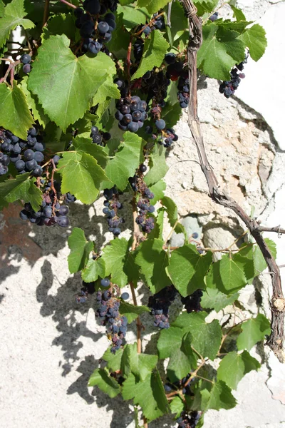 Uvas azuis com folhas verdes — Fotografia de Stock