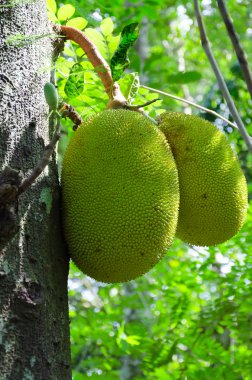 Meyveler (Artocarpus altilis)