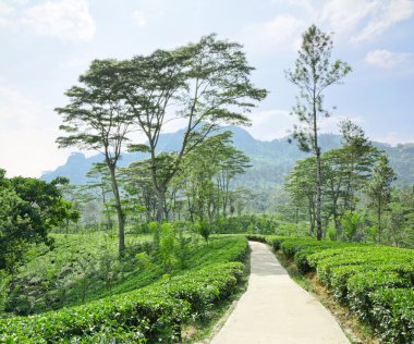 çay plantasyon zümrüt yeşili dağlarda sri Lanka