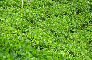 çay plantasyon zümrüt yeşili dağlarda sri Lanka