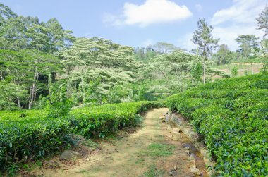 çay plantasyon zümrüt yeşili dağlarda sri Lanka